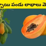 Papaya Health Benefits in Telugu
